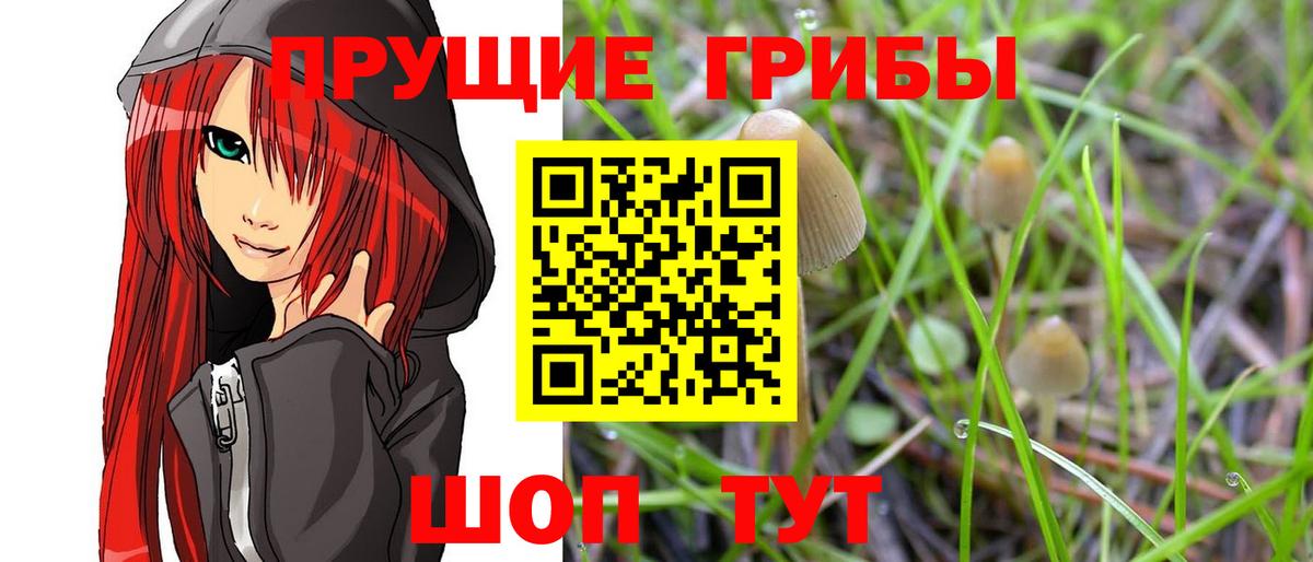 Галлюциногенные грибы Cubensis Шелехов